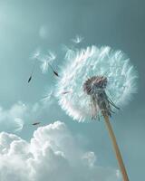Dandelion Blowing in Wind on Cloudy Day photo