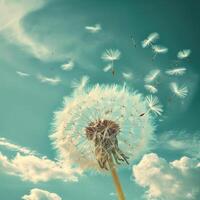 Dandelion Floating in Sunny Breeze photo