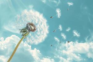 Dandelion Blowing in Wind on Sunny Day photo