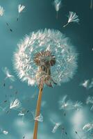 Dandelion Blowing in the Wind on a Sunny Day photo