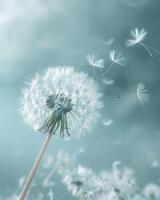 Dandelion Blowing in Wind on Cloudy Day photo