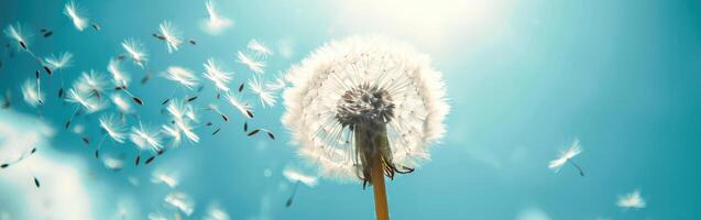 Dandelion Blowing in Wind on Sunny Day photo