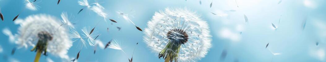 Blurry Dandelion Blowing in the Wind photo