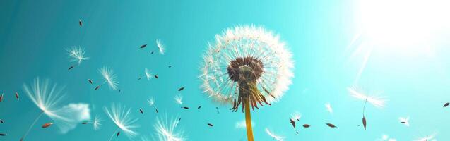 Dandelion Blowing in Wind on Sunny Day photo