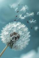 Dandelion Blowing in Wind on Cloudy Day photo