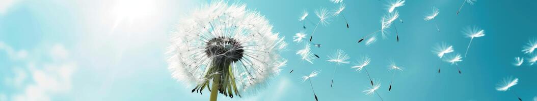 Dandelion Blowing in Wind on Sunny Day photo