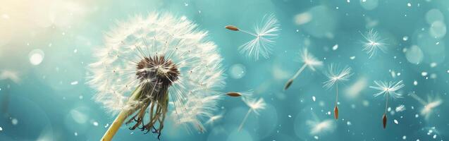 Dandelion Blowing in Wind on Sunny Day photo