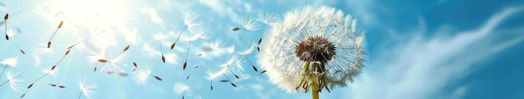Dandelion Blowing in Wind on Sunny Day photo
