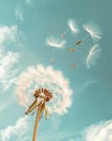 Dandelion Blowing in Wind on Sunny Day photo
