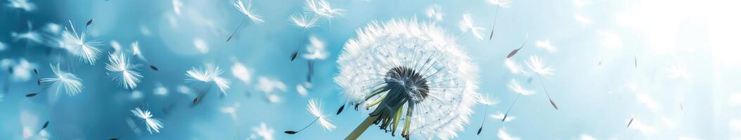 Dandelion Blowing in the Wind photo