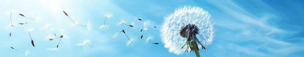 Dandelion Being Blown by the Wind on a Sunny Day. photo