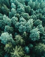 Aerial View of Dense Forest With Abundant Trees photo