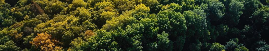 Aerial View of Group of Trees photo