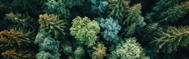Aerial View of Group of Trees photo