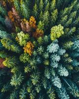 Aerial View of Group of Trees photo