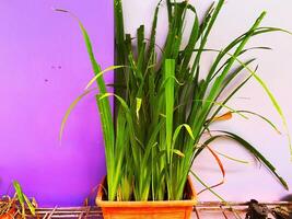 Green plants are in the garden and are very beautiful photo