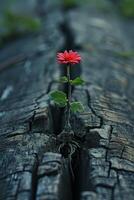 A Red Flower Emerging From a Tree Trunk Crack photo