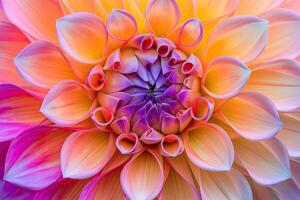 Close-Up of a Large Flower With Abundant Petals photo