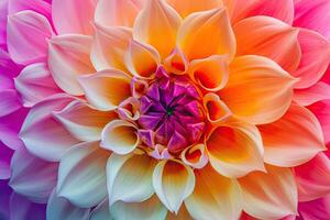 Close-Up of Large Flower With Many Petals photo