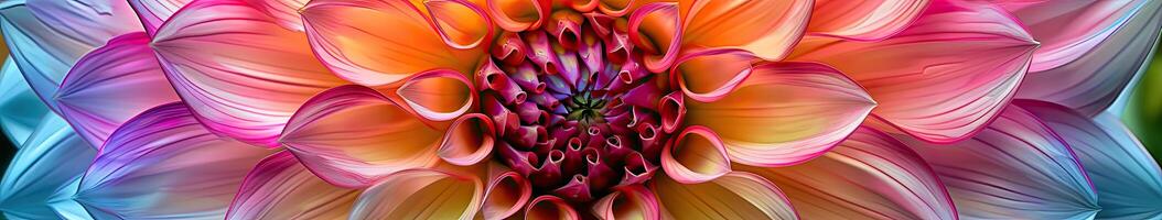 Large Colorful Flower With Abundant Petals photo