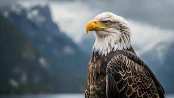 Bald Eagle Perched on Rock Near Water. photo