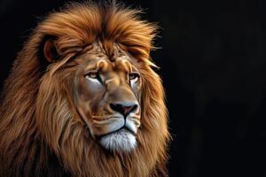 Close-Up of Lions Face on Black Background photo