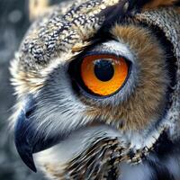 Close Up of Owl With Orange Eyes photo