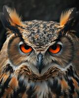 Close-Up of Owl With Orange Eyes photo
