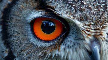Close Up of Owl With Orange Eyes photo