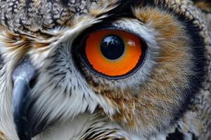 Close-Up of Owl With Orange Eyes photo