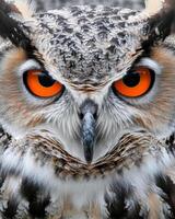 Close-Up of Owl With Orange Eyes photo
