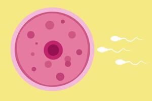 sperm and egg fertillization vector