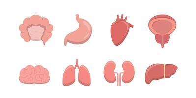 Human organs icons collection, flat anatomical diagrams, neurovascular digestive system and internal organs and reproduction vector