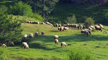Mammal Animal Sheep in Nature photo