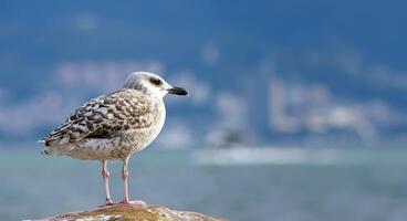 Young Bird Seagull Looking to Sea photo