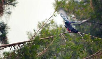 Animal Bird Pigeons Doves in Nature photo