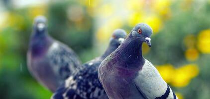 Animal Bird Pigeons Doves in Nature photo