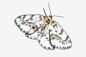 sketch drawing moth, butterfly. Isolated background, Graphic illustration. vector