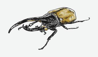 Hercules beetle insect sketch hand drawn. Isolated background. Graphic illustration. vector