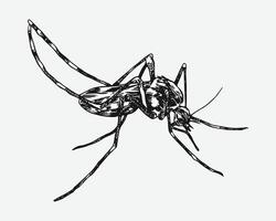 Mosquito drawing. Isolated on white background. Different action, pose, Monochrome hand drawn illustration. vector