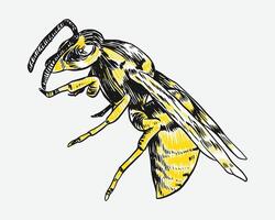 Hand drawn wasp sketch, engraving. Different pose, action. Isolated background. Graphic illustration. vector