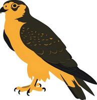 Peregrine on a white background vector