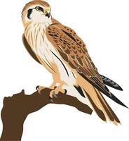 Peregrine on a white background vector