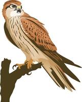 Peregrine on a white background vector