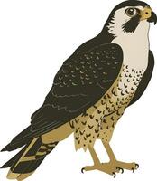 Peregrine on a white background vector