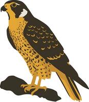 Peregrine on a white background vector