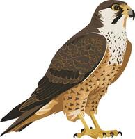 Peregrine on a white background vector