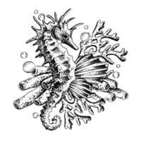 Seahorse with shells, corals, fish, algae and bubbles. Marine illustration of the underwater world hand drawn in black ink graphically. composition in EPS. vector