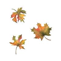 Autumn orange maple leaves three different. Hand drawn watercolor illustration. Set of isolated objects on a white background. vector