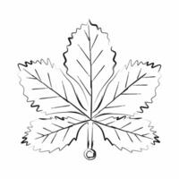 an autumn leaf is drawn in black and white on a white background vector